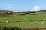 PICTURES/Ring of Kerry - Cahergall, Ballycarbery Castle & Kerry Cliff/t_DSC00472.JPG